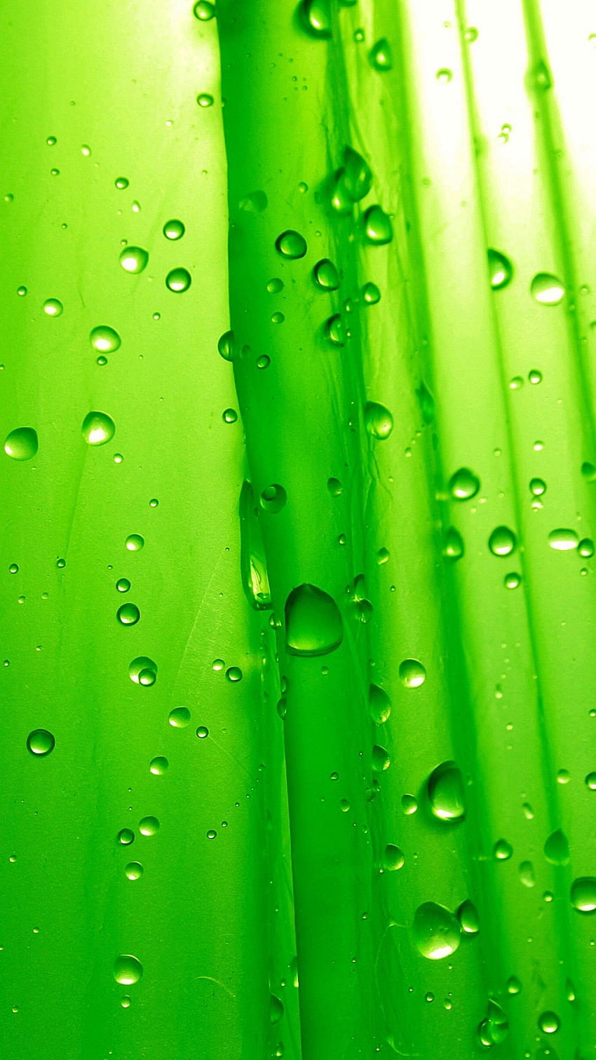 녹색 잎, 빗방울, , 자연, 빗방울 안드로이드 HD 전화 배경 화면