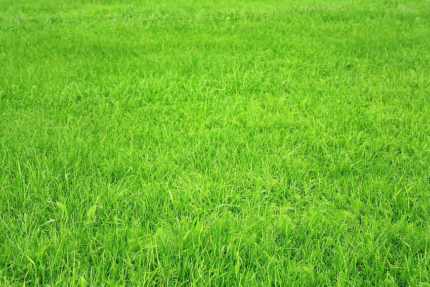 : green Grass, texture grass, lawn HD wallpaper