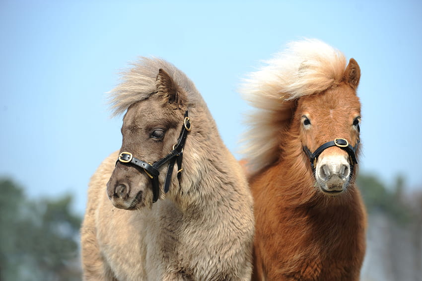 Caring for a Companion Horse, shetland pony HD wallpaper