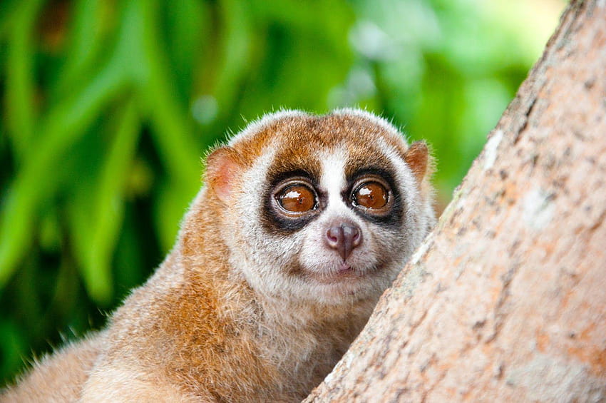 a jovial slow loris HD wallpaper