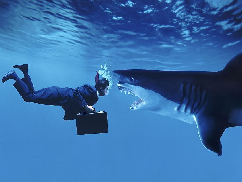 : hombre y tiburón, Negocios, Empresarios fondo de pantalla
