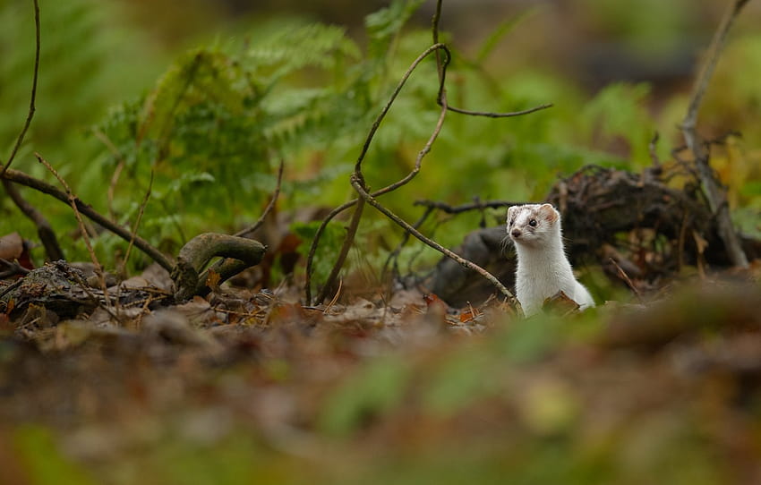greens, look, branches, nature, weasel, bokeh, driftwood, ermine , section животные HD wallpaper