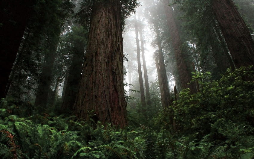 Redwood National Park , Redwood National HD wallpaper
