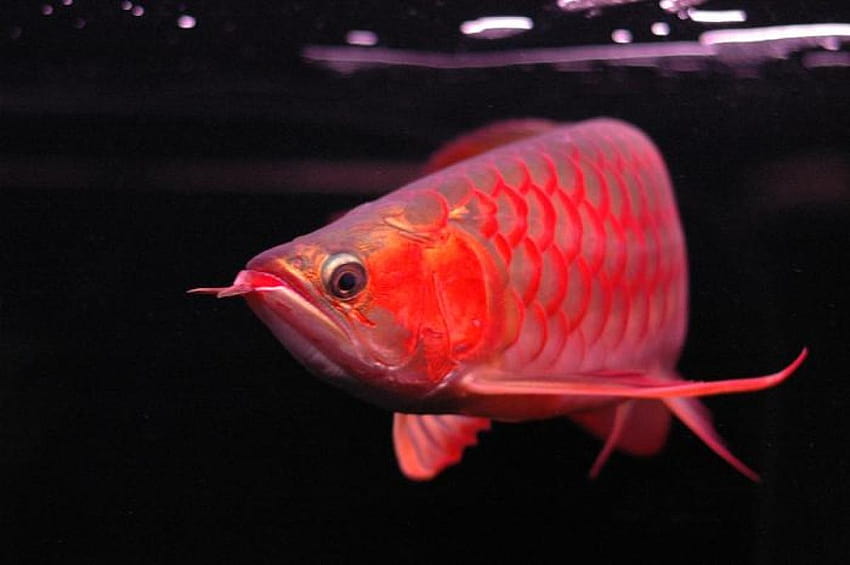 Chili Red, Asian Red, Super Red Arowana-Fische und viele andere Arten, asiatische Arowana HD-Hintergrundbild