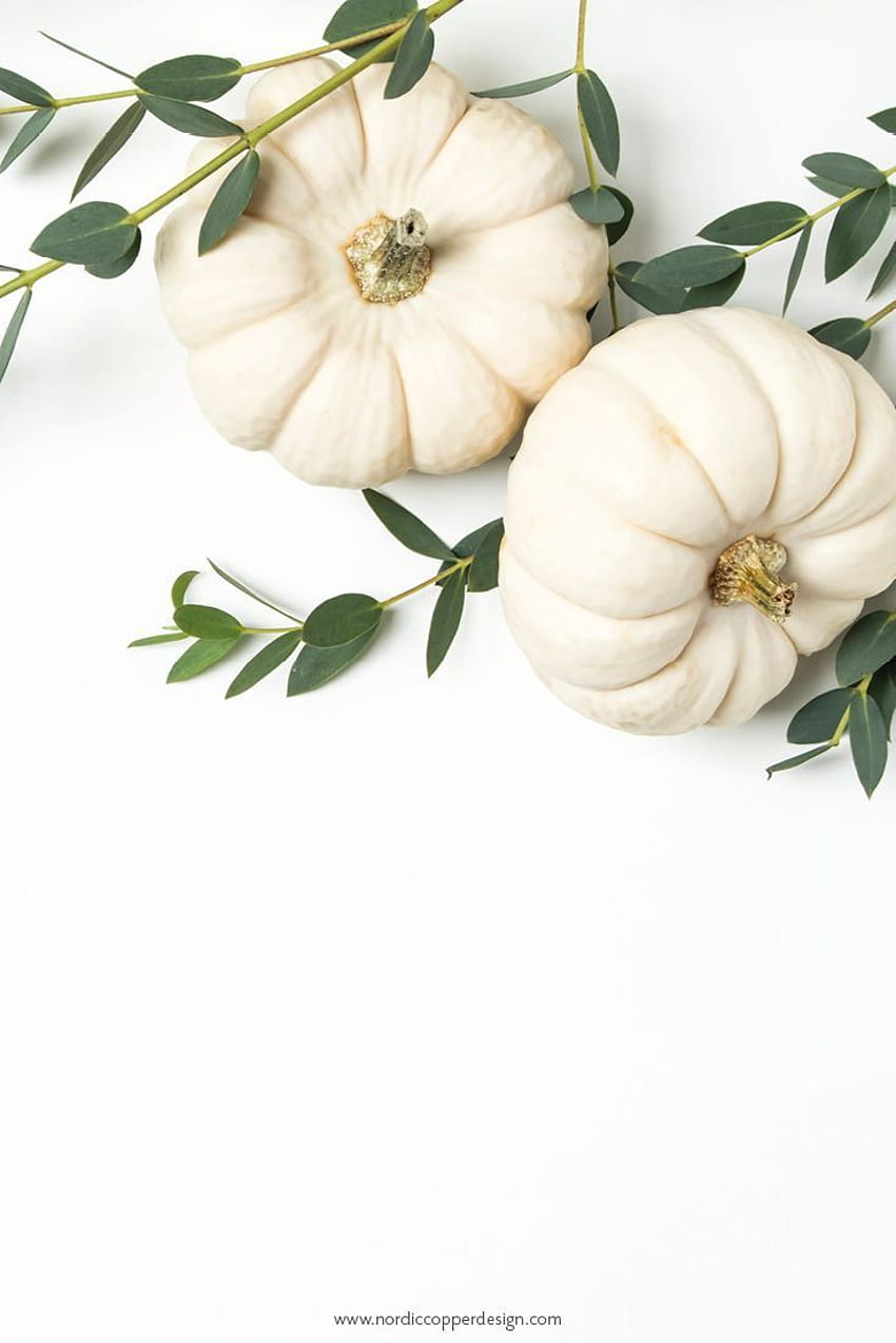 Fall blogger with white pumpkins. Give your website, brand of business a fall decor make HD phone wallpaper