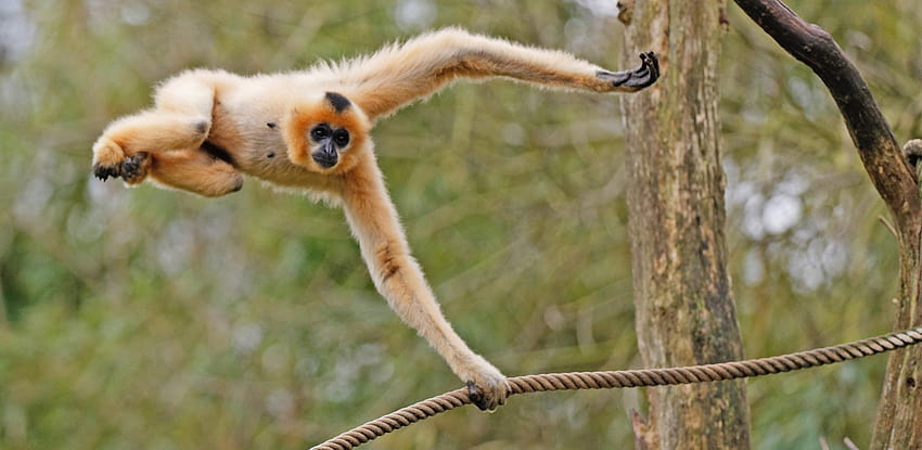 Best Gibbon iPhone HD Wallpapers  iLikeWallpaper