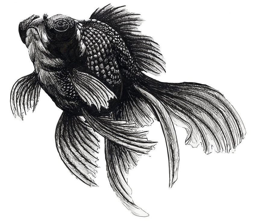 22 Drawn Gold Fish black and white Clip Art stock, moor fish HD wallpaper