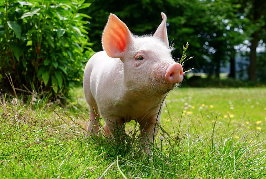 아기 동물: 가축 돼지 동물 잔디 아기, 아기 돼지 HD 월페이퍼