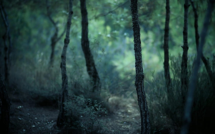 Natur, Wald, Bäume, verschwommen / und Mobil, Naturunschärfe HD-Hintergrundbild