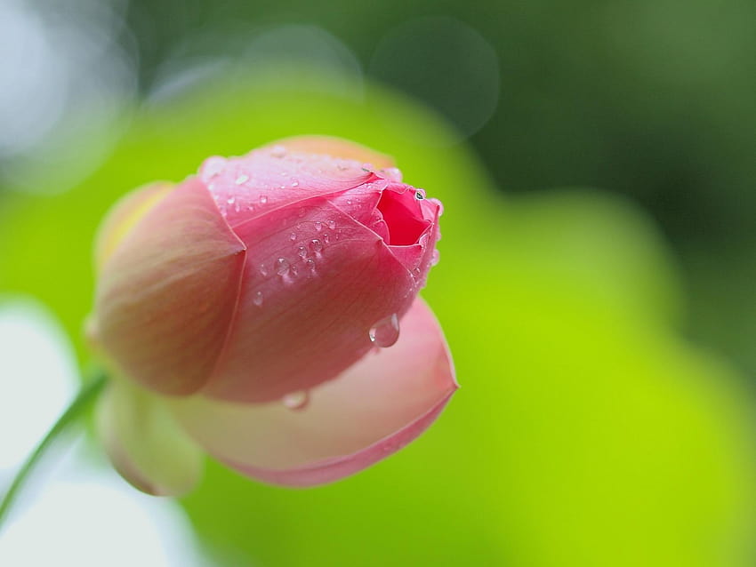 Bocciolo di fiore di loto rosa vicino Sfondo HD