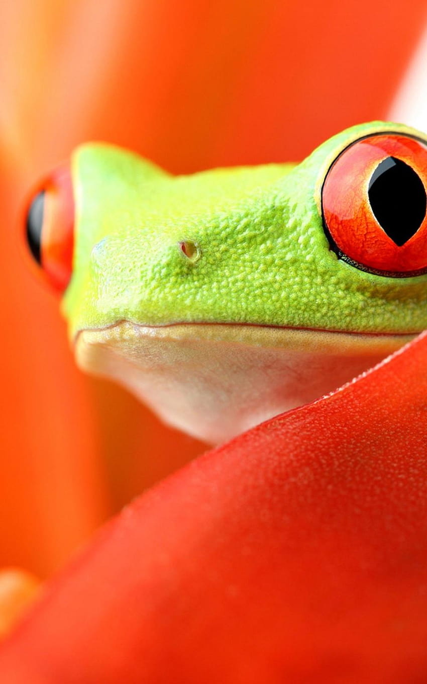 Amphibien-Frosch-Mobile HD-Handy-Hintergrundbild