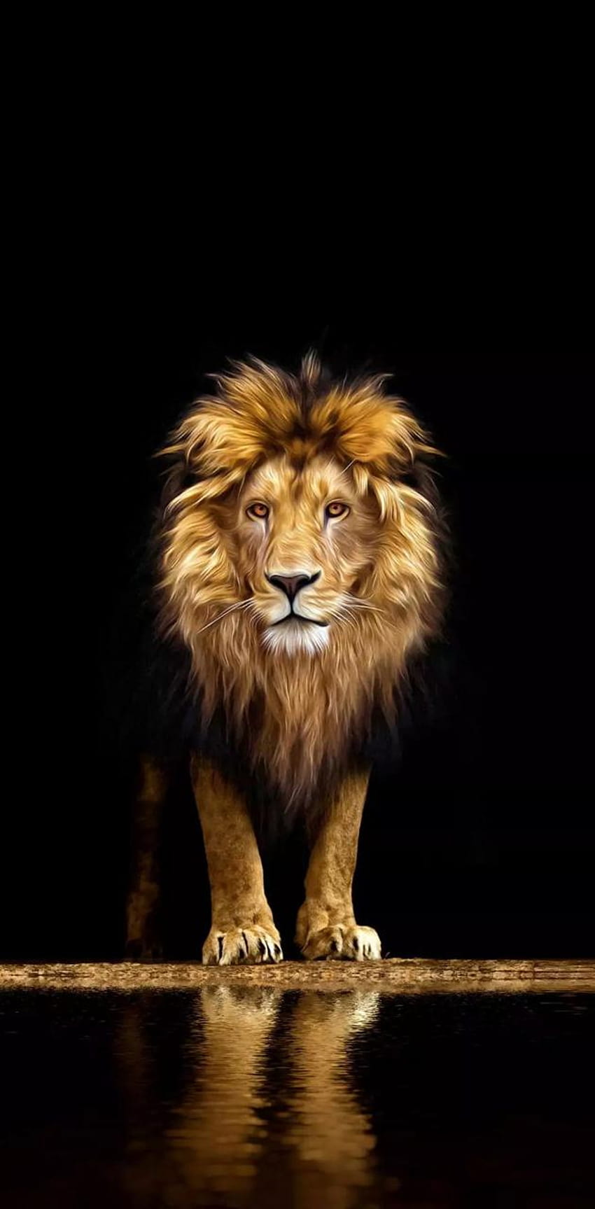Lion by NitheshHunt, danger lion HD phone wallpaper