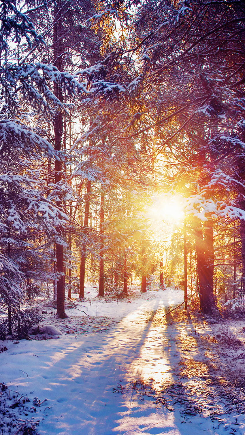 Sun Rays Winter Forest Android, leśne promienie słońca Tapeta na telefon HD