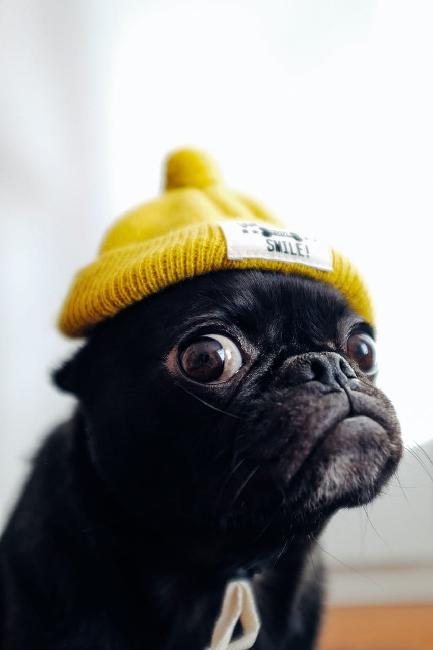 Pug : [50 HQ], funny pugs HD phone wallpaper