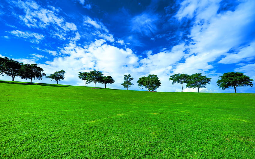 Terreno verde, terreno erboso Sfondo HD