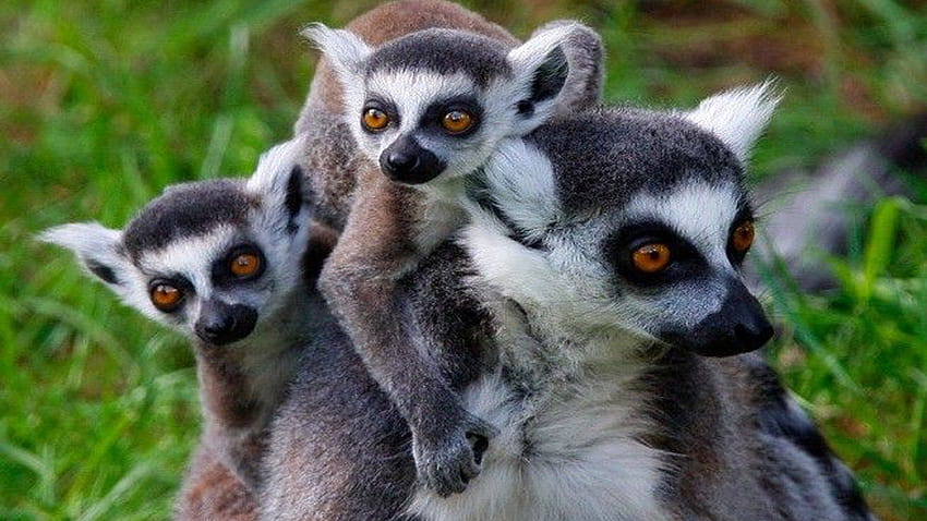 Madagascar Island Of Lemurs Backgrounds, animal lêmure papel de parede HD