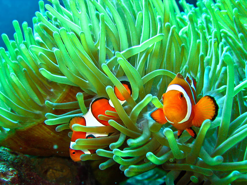 Clownfish And Sea Anemone HD wallpaper