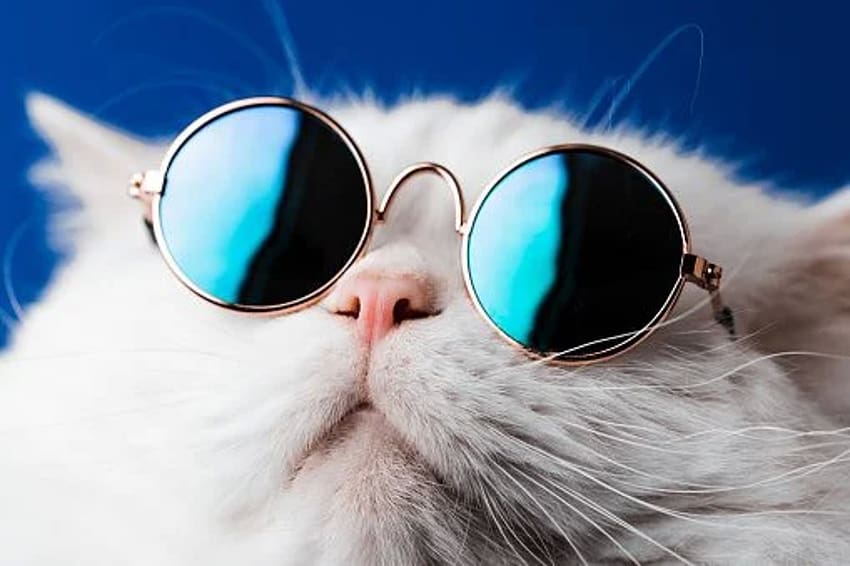 котка, слънчеви очила HD тапет