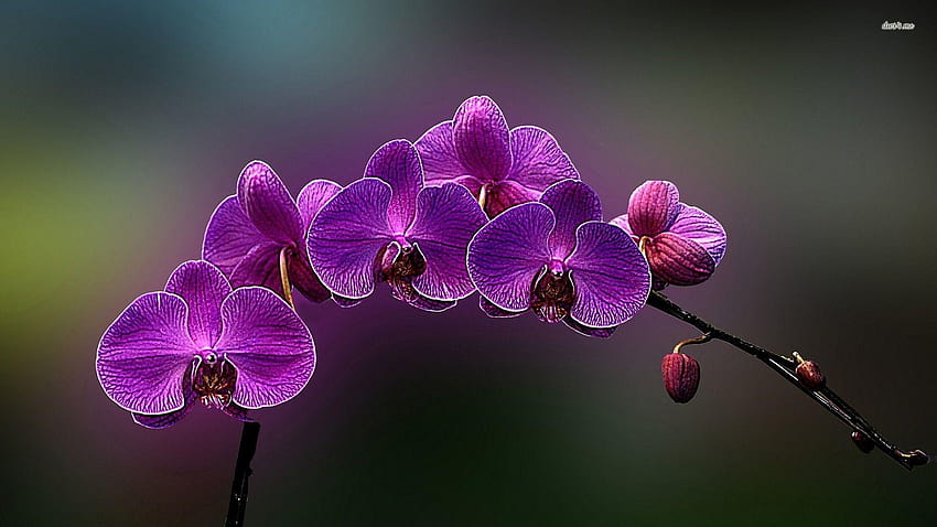 Purple Orchid, orchids HD wallpaper