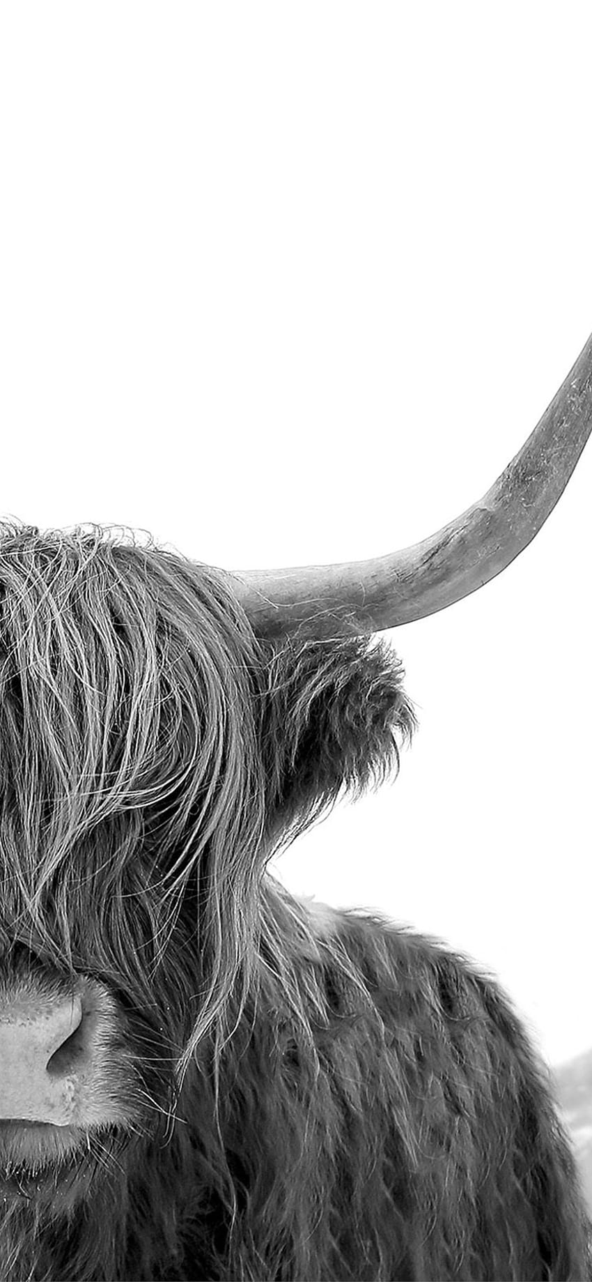 highland cow iPhone, highland cattle HD phone wallpaper