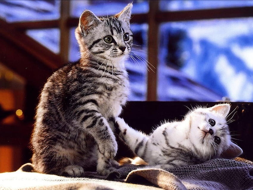 Cute couple of pussy cats, cat couple HD wallpaper