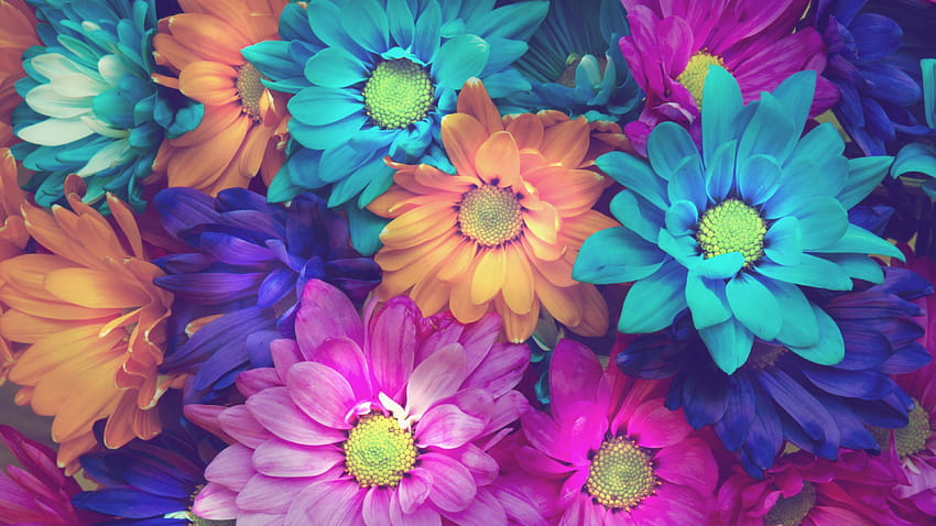 1366x768 Çiçekler Renkli Yapraklar 1366x768 Çözünürlük , Arka Planlar ve renkli çiçek yaprakları HD duvar kağıdı