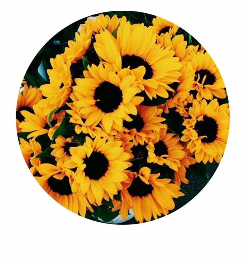 Yellow Aesthetic Sunflowers, yellow circle aesthetic HD phone wallpaper ...