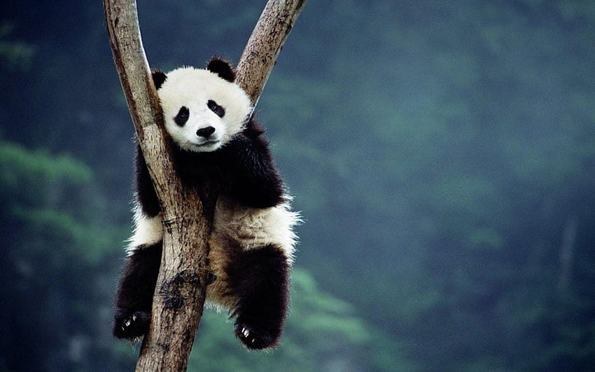 panda booty HD wallpaper