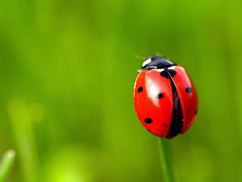 Red ladybug, grass, green backgrounds 1920x1200, ladybird beetle HD wallpaper