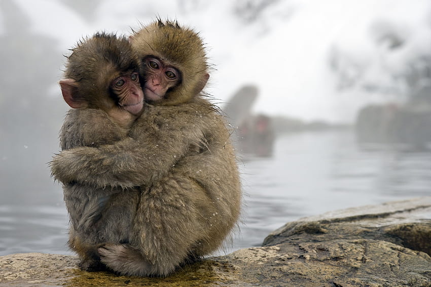 Dos monos de primavera japoneses abrazándose durante el día, monos de nieve, macacos japoneses fondo de pantalla