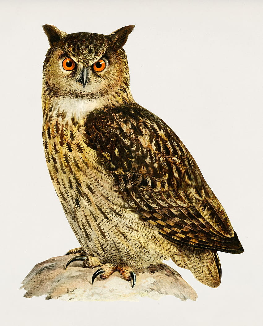 eurasian eagle owl HD phone wallpaper