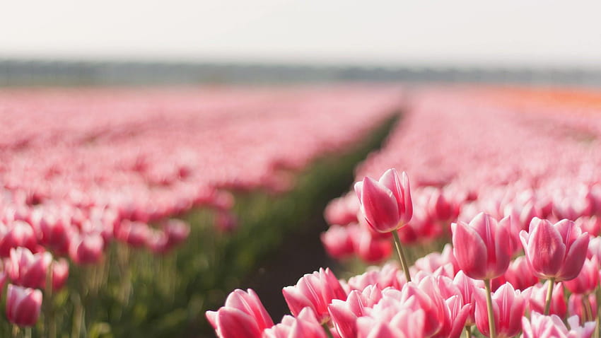 Tulip, , spring, flower, field, Nature, spring day horizontal HD wallpaper