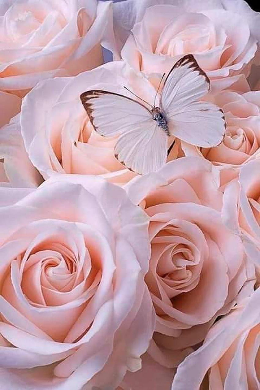 Sign in, flowers and butterfly aesthetic HD phone wallpaper