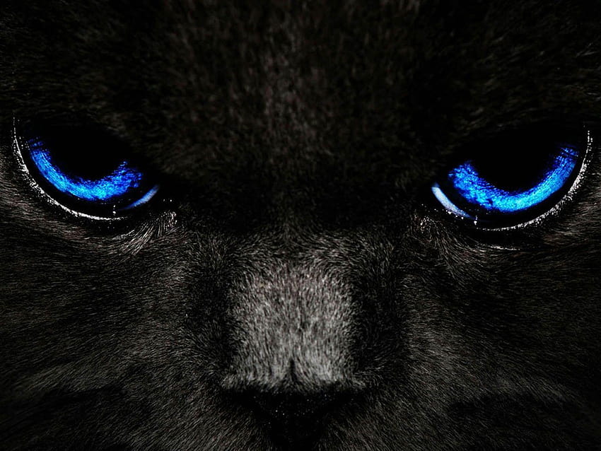Black Cat with Blue Eyes HD wallpaper