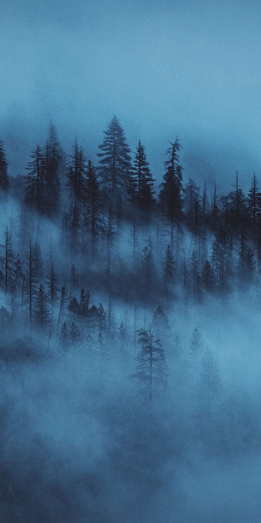 Dark, mist, trees, forest, 1080x2160 Dark, mist, trees, forest, 1…, forest vintage phone HD phone wallpaper