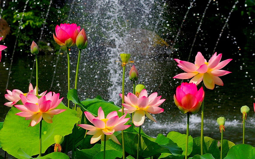 Lotus Flower Garden, lotus garden HD wallpaper