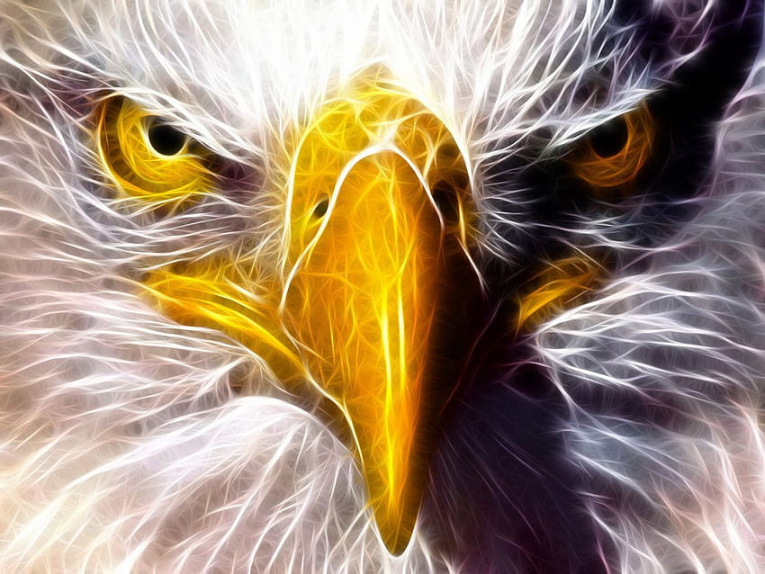 Eagle Eye, eagle face HD wallpaper