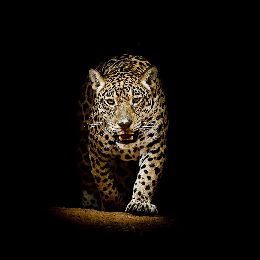 Léopard fond noir, animaux, léopard noir sur fond noir Fond d'écran de téléphone HD
