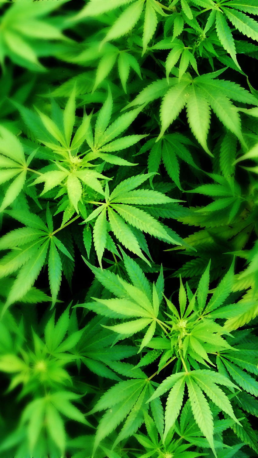 Marihuana HD-Handy-Hintergrundbild