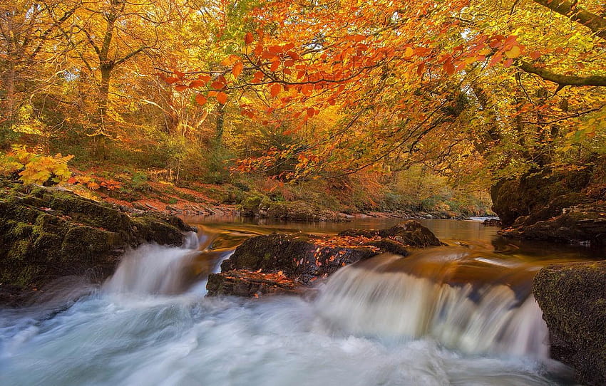 autumn, forest, trees, river, England, waterfall, dartmoor forest trees HD wallpaper