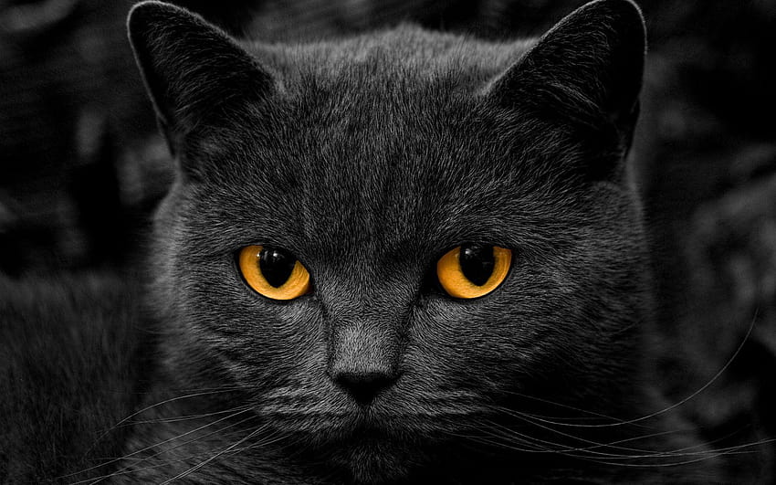 czarne koty Tapeta HD
