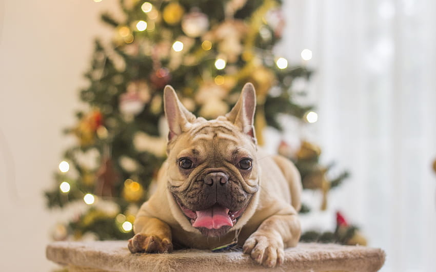 Happy New Year 2018, french bulldog, year of dog, Christmas 2018, creative, New Year 2018, xmas, Christmas tree with resolution 3840x2400. High Quality, christmas french bulldogs HD wallpaper