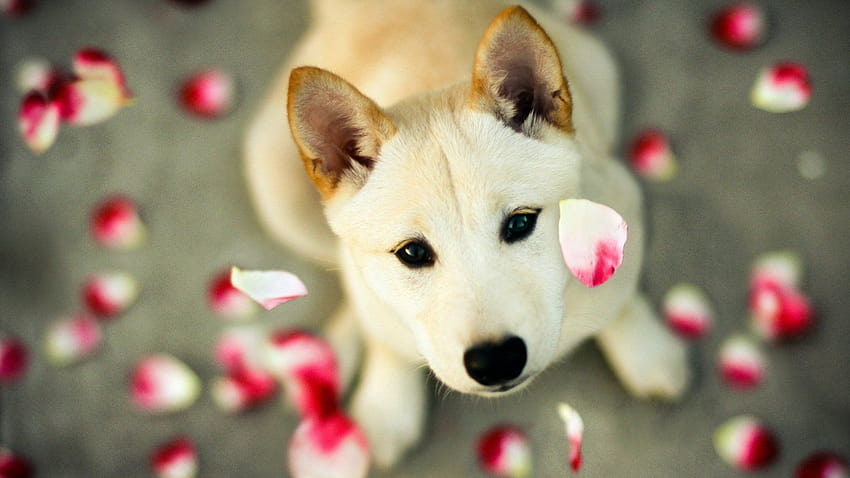 Valentine's Day Puppy, valentines day puppy computer HD wallpaper