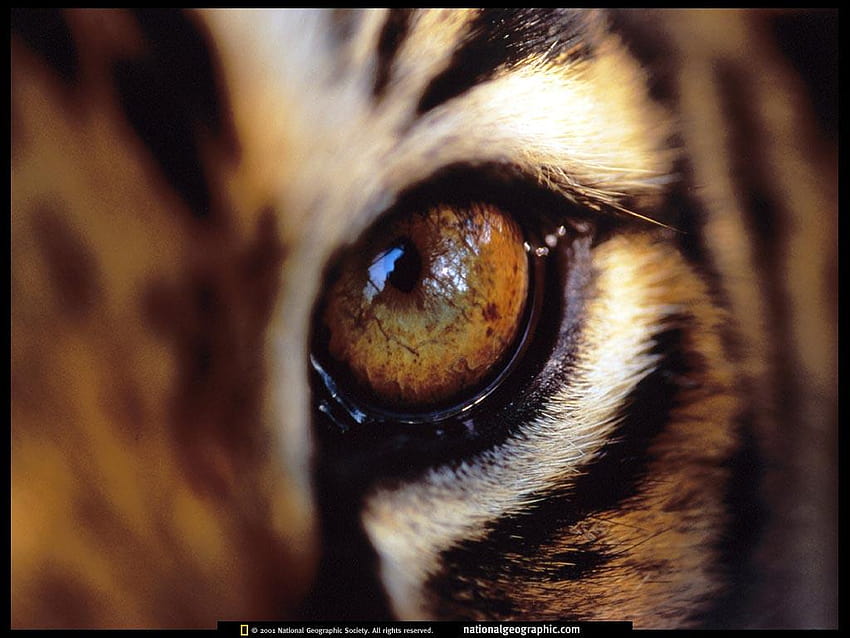 Amur Tigers Tiger Eye and backgrounds, eye of the tiger HD wallpaper