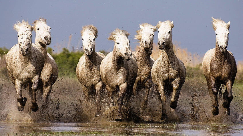 Grupo de siete caballos, siete caballos fondo de pantalla