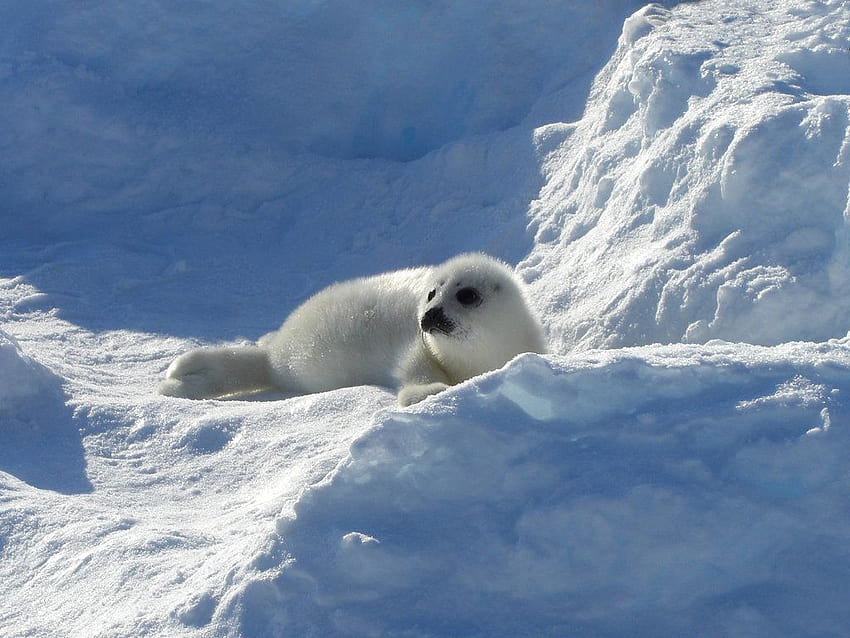 Best 5 Fur Seal on Hip, harp seal HD wallpaper