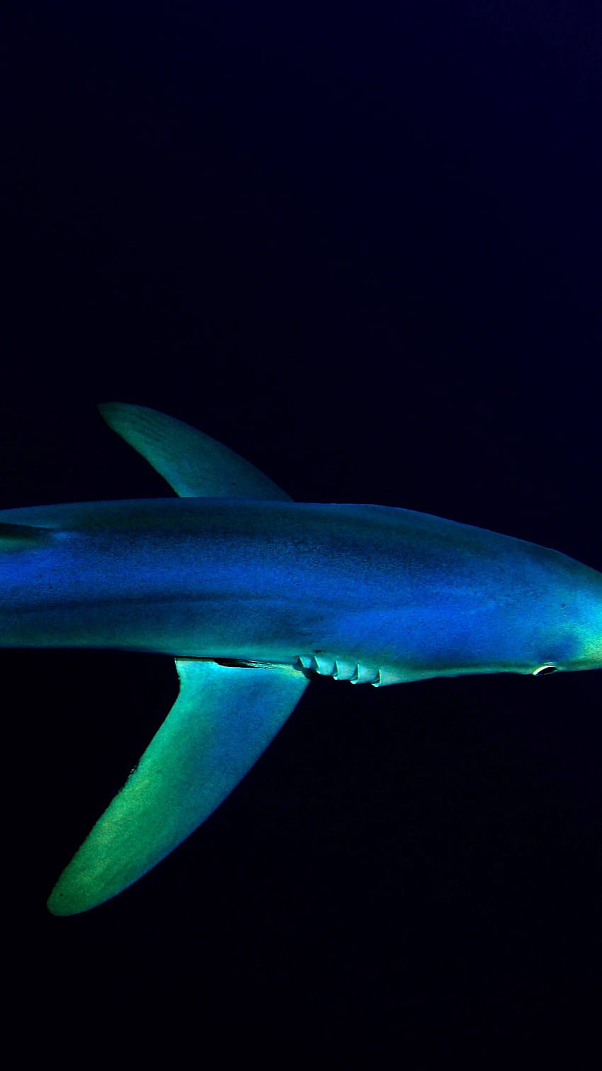 Requin bleu, Sous-marin, Océan Atlantique, Mer profonde, Fond sombre, Animaux Fond d'écran de téléphone HD