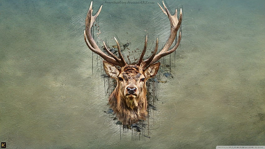 Deer on Dog, fallow deer HD wallpaper