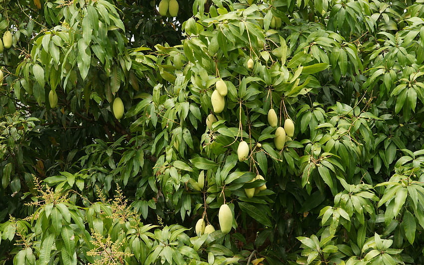 Piękne zielone mango panoramiczne Tapeta HD