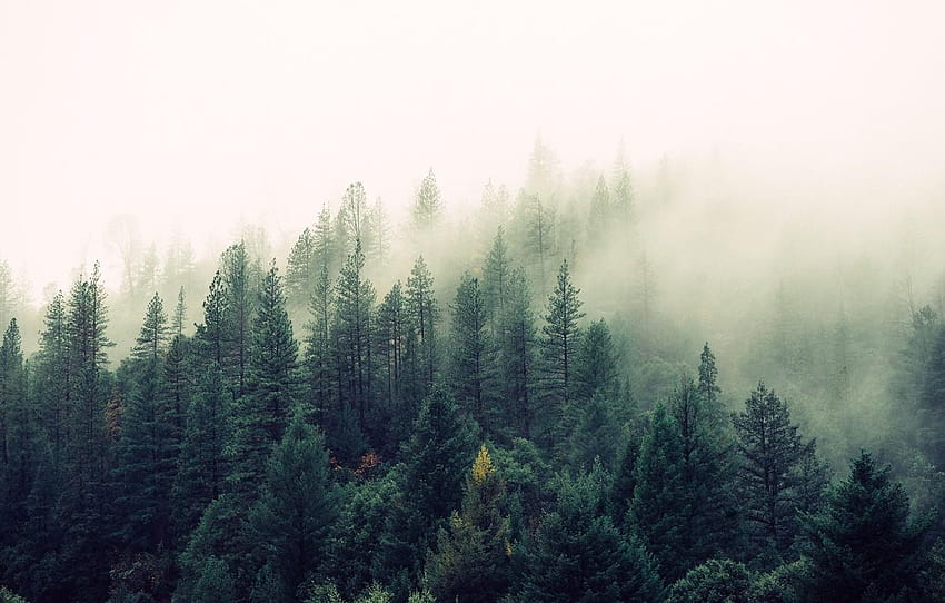 гора, мъгла, природа, красота, бор, дърво за, зелена борова гора HD тапет